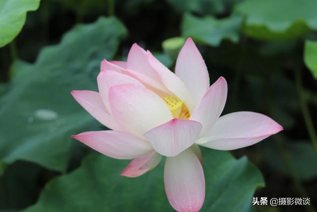 用小痰盂拍花,是一种什么样的拍摄体验?