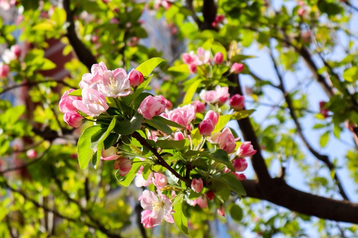 佳能M50和索尼a6300哪个好