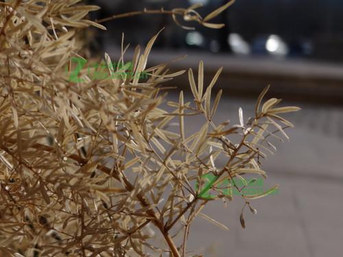 索尼HX100照片色彩怎么样？