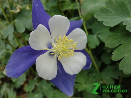 佳能A3100 IS微距怎么用