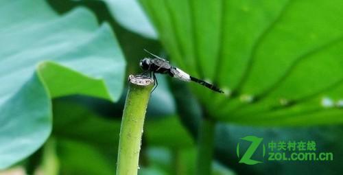 哪款卡片相机拍摄微距好