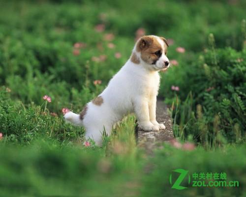 尼康s8200拍摄效果如何