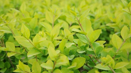 尼康D5000视频拍摄效果如何