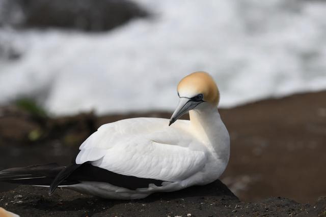 尼康850使用适马150-600c版拍鸟手持拍摄怎么样?