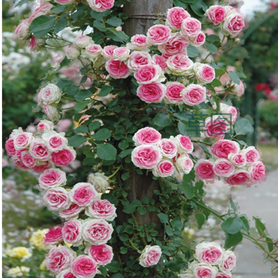 iphone x尺寸像素