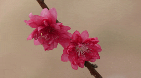 英文期刊论文格式