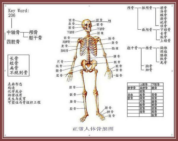 人体总共有多少块肌肉？几块骨骼？