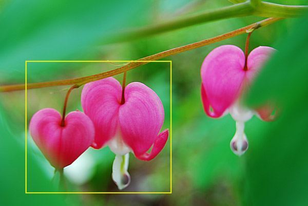 肿么用PS来自转矢量图??