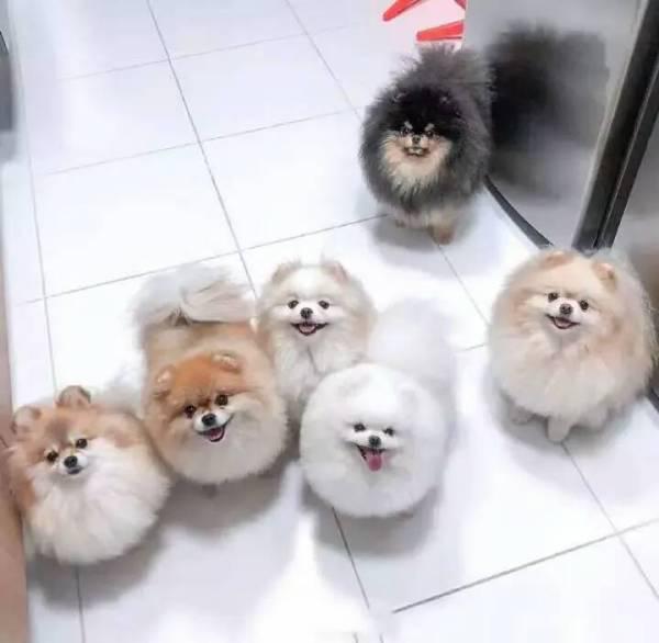 ho∩or这是什么手机牌