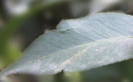 ps 虚化背景 背景是虚化了 但是边缘线太明显了·来自··比较难看···