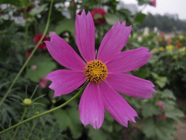 PS中位图半调网格怎样做