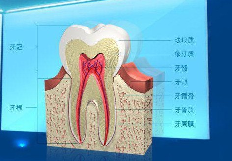 牙齿各个位置的跑紧家立判停劳义欢名稱是什么？