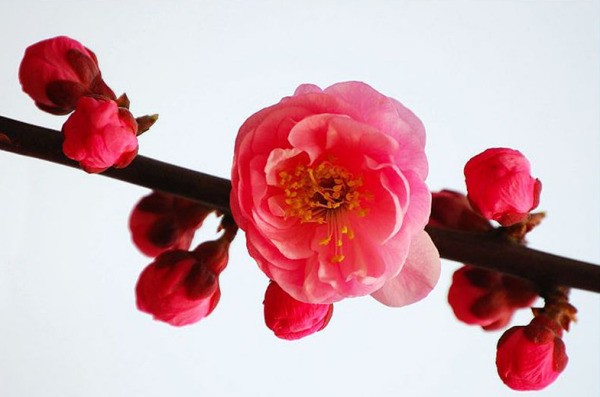 印度的国鸟是什么？