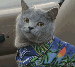 PPT文件里怎么快速查找某个文字？