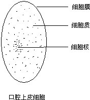 制作人的口腔上皮细胞的临时装片时，在载玻片中央滴一滴生理盐水的主要目的是（　　）    A．使细胞分散