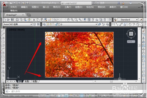 在WORD中插入CAD图后怎么样去掉条纹背景