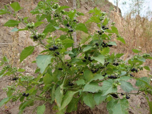 这种紫色的果实植物名稱叫什么？