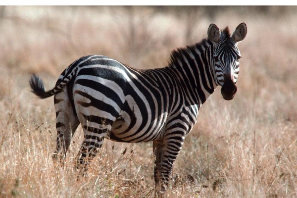 黑白红三种颜色构成的马叫什么马?