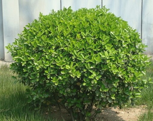 5这是什么植物学名？云南本地叫万年青。学名？