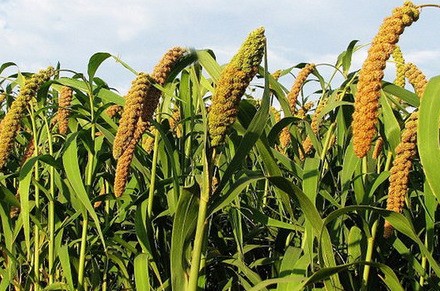 稻黍稷麦菽分别指什么?-ZOL问答