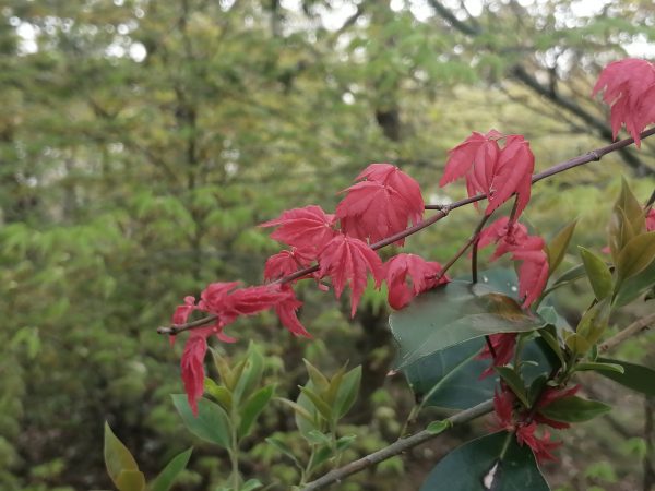 小米电视的遥控器跟移动的那个摇摇遥控器好不好对接？