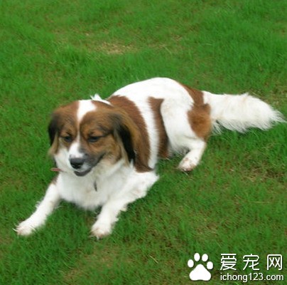 史宾格犬价钱 该犬是优秀的宠物狗