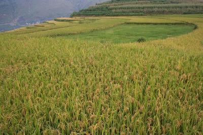 盐城有哪些著名特产？