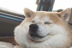 android手机升级鸿蒙系统的软件(android手机升级鸿蒙系统的软件叫什么)