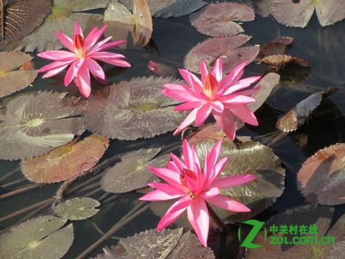 ����IXUS230�ۼ۶���Ǯ