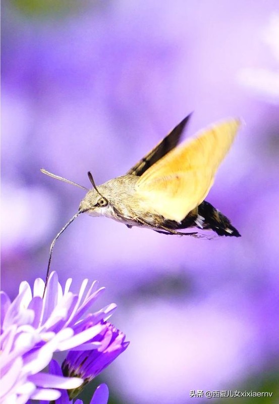 a6000Ļô
