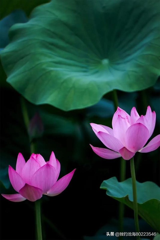 怎么描写荷花样子 ChMkJ13bdxaIB1GHAAClrkcopcUAAvaEQPLcr4AAKXG446.jpg